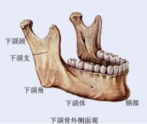 下颌角的解剖