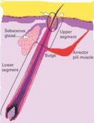 痤疮的发病机制及缓解对策