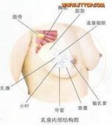 <b>假体隆胸的适宜人群</b>