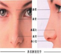 鼻小柱缺损一般用什么方法修复