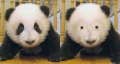 射频去黑眼圈原理是什么 射频去黑眼圈果怎么样 射频去黑眼圈原理是什么 射频去黑眼圈果怎么样