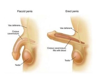 阴经延长手术是怎么样的