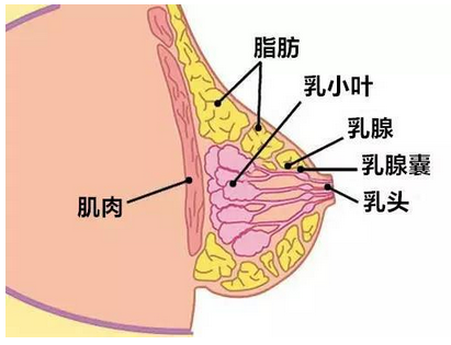 自体脂肪隆胸,敏感度,降低