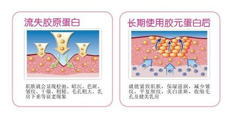 什么是胶原蛋白,胶原蛋白的作用