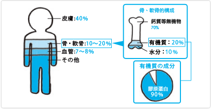 什么是胶原蛋白,胶原蛋白的作用