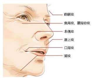 胶原蛋白线面b提升副作用有吗