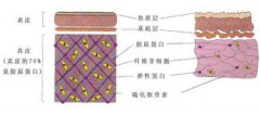 打胶原蛋白针有什么用?果可持续多久? 打胶原蛋白针有什么用?果可持续多久?