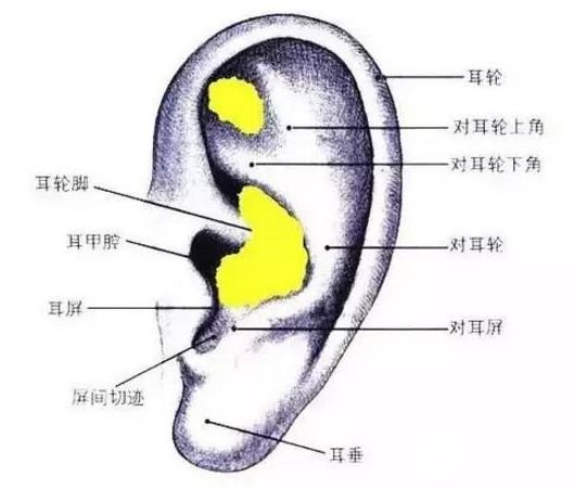 耳软骨垫鼻梁