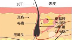 毛囊脱落是怎样的,脱发发根白色颗粒是什么? 毛囊脱落是怎样的,脱发发根白色颗粒是什么?