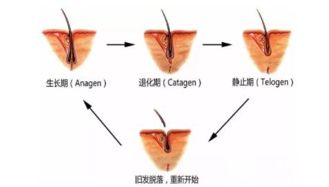 毛囊脱落