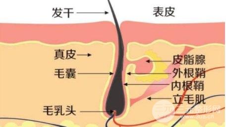 女性脱发