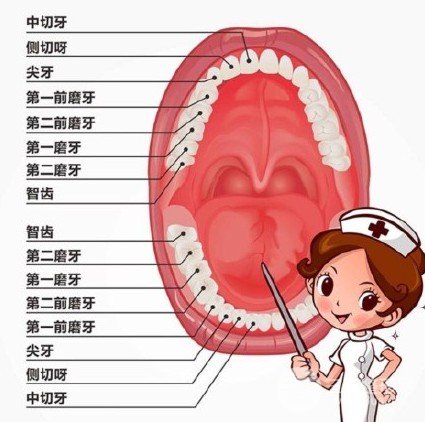 牙齿矫正必须拔牙吗