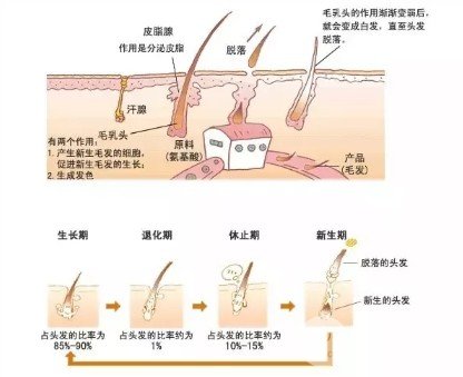 植发手术后多久开始生长