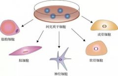 脂肪颗粒隆鼻具体是什么?手术原理及果解析 脂肪颗粒隆鼻具体是什么?手术原理及果解析