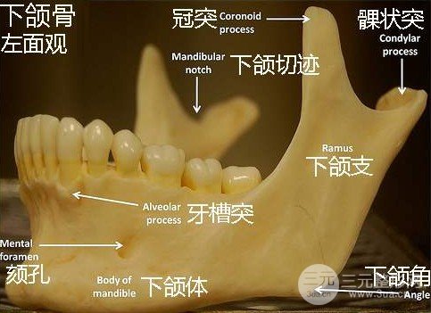 磨下颌角和切下颌角的区别