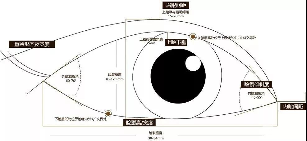 双眼皮6 7 8毫米果图