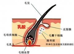 毛发生长剂管用吗—加速生长还是加速脱落?