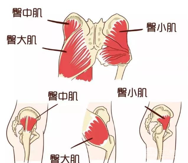 蜜桃臀:臀部两侧比较紧实,臀型圆翘,是比较**的臀型.
