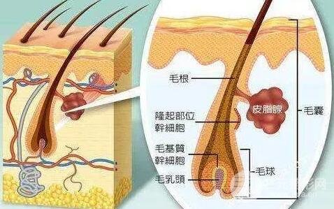 新生儿长得也是栗丘疹