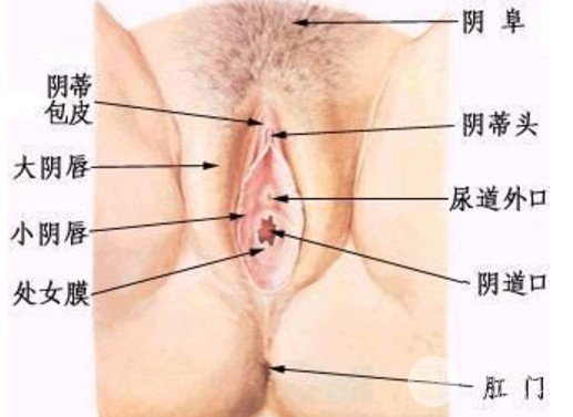 小阴唇整形手术的必要性
