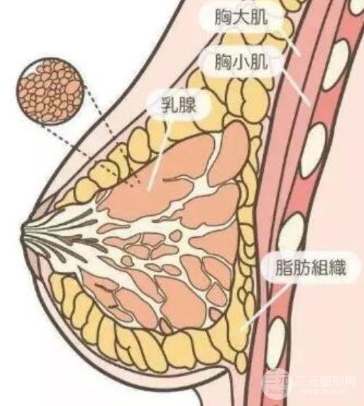 平胸妹纸福音有关假体隆胸的科普都在这篇文章里了