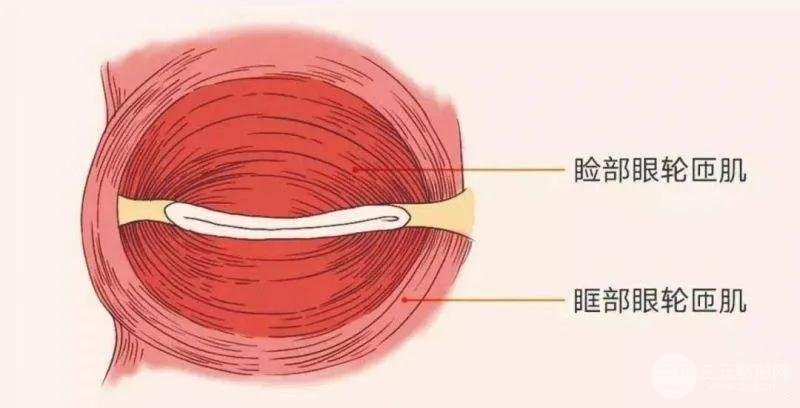眼轮匝肌