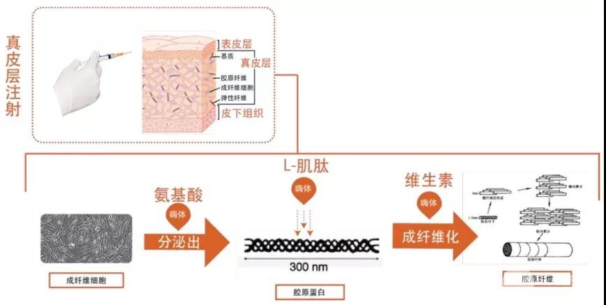 嗨体水光