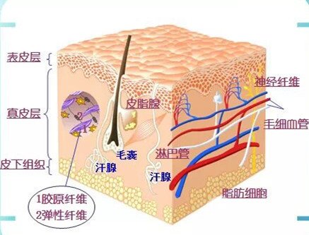 皮肤