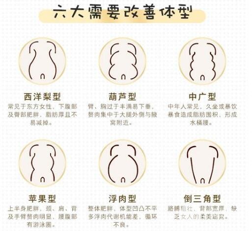 体型