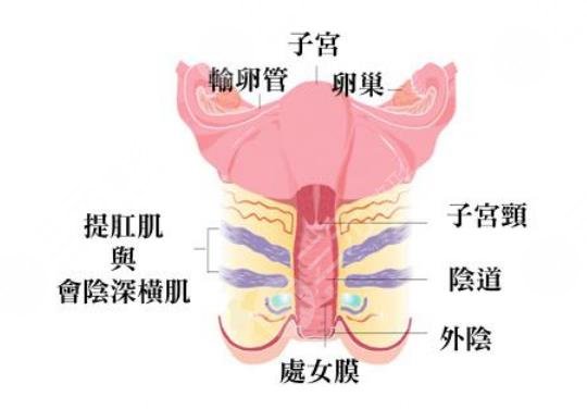 私密部位整形价格
