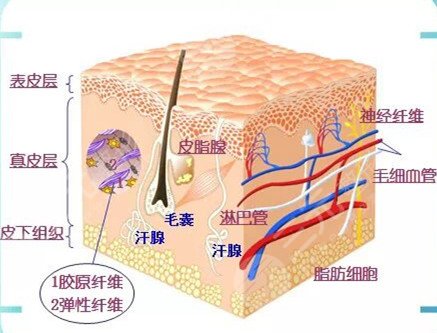 除皱