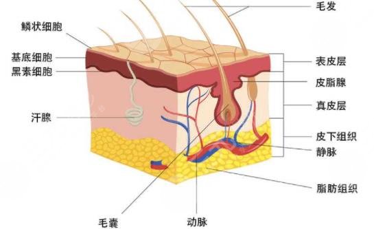 面部年轻化的方式有哪些