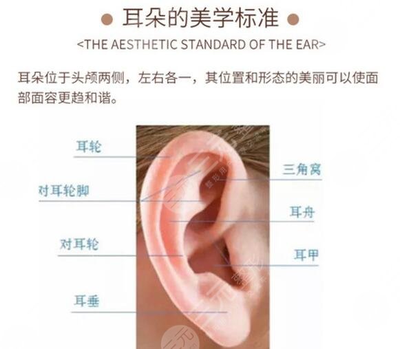 颅耳角在30°-60°之间玻尿酸注射的优点