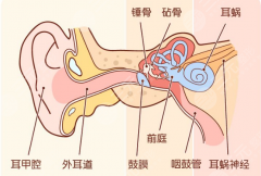 国内耳再造费用价格参考!重塑完整美耳,这篇科普必看! 国内耳再造费用价格参考!重塑完整美耳,这篇科普必看!