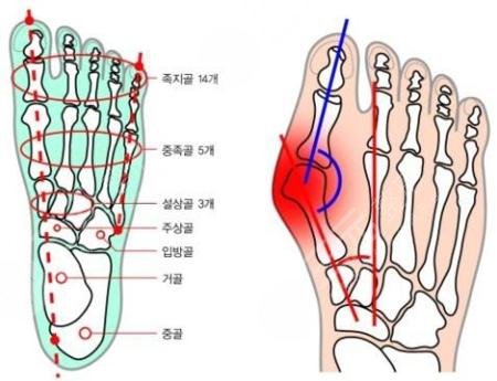 脚的关节名称图解图片
