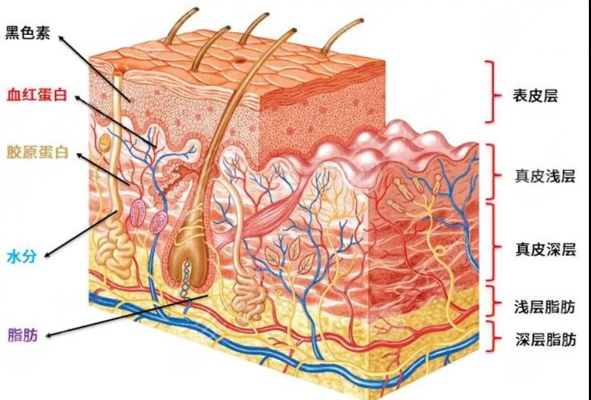 5d胶原光做一次多少钱