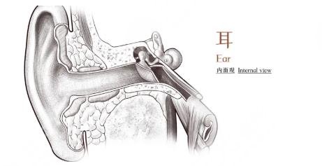 颅耳角在30°-60°之间整形多少钱