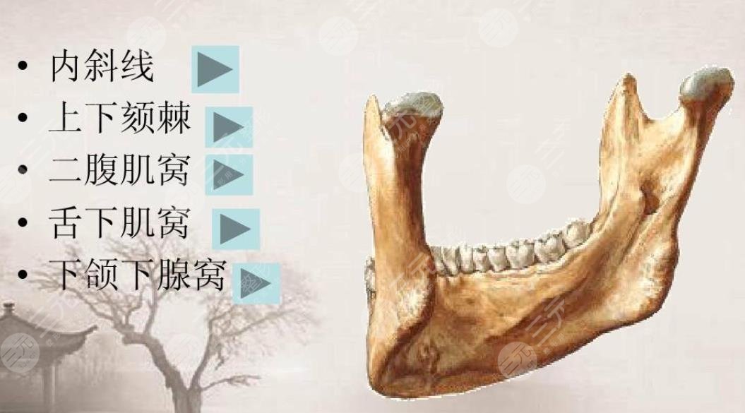 下颌骨