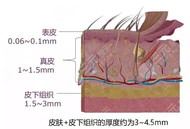 5gmax极速提拉多久做一次