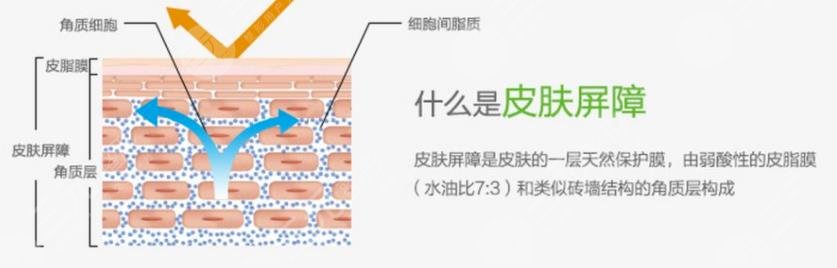 皮肤修复