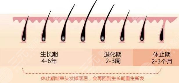 头发生长周期