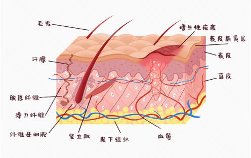 上海第九人民医院整形科热门项目