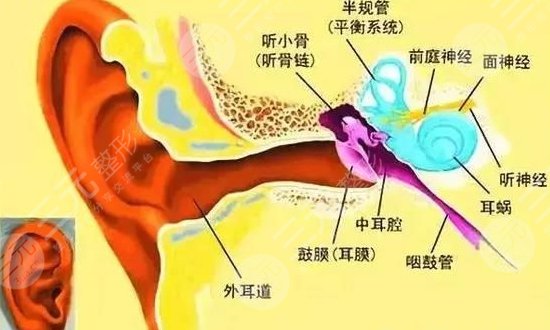耳再造3d技术注意事项