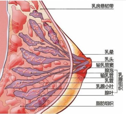 棉花糖隆胸优势有哪些?