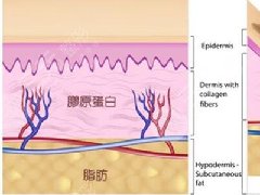 什么是细胞除皱?原理是什么? 什么是细胞除皱?原理是什么?