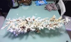 珊瑚骨填充是*的吗，多少钱？注射骨雕，美丽伴你一身！