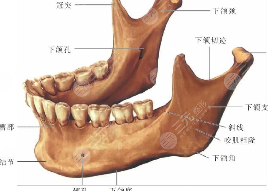 下颌缘提升