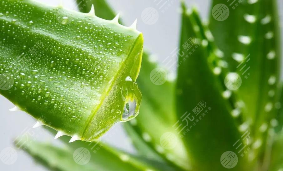 芦荟的功与作用对皮肤的作用有哪些?