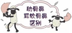 肋骨鼻和耳软骨鼻的区别|哪个好？各优点分析！美鼻小白术前必看~