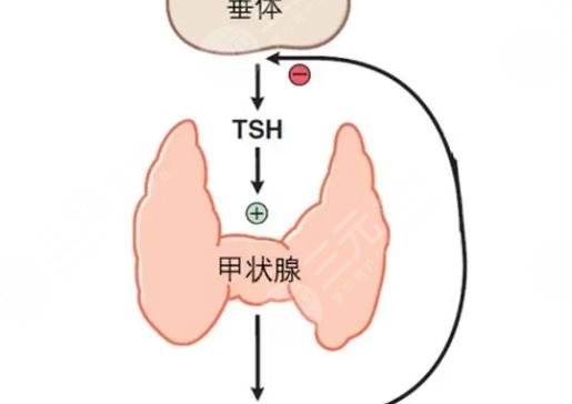 甲状腺素